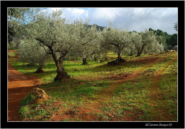 Como la plata Naturaleza Color (Digital)