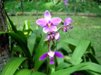 Orquídea