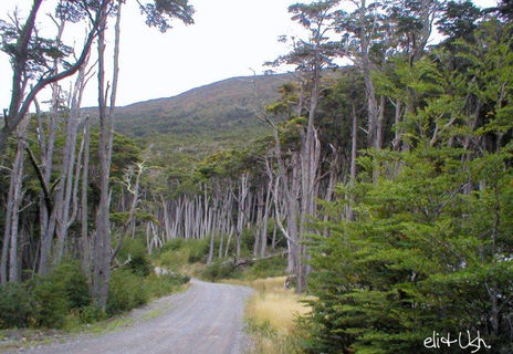 Bosque Fueguino 2
