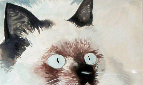 animales