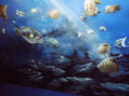 FONDO MARINO
