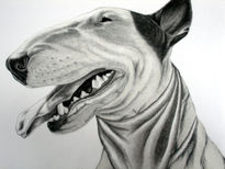 Bull Terrier