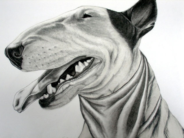 Bull Terrier 