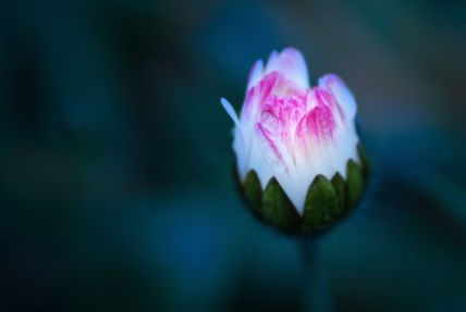 Wild Flower