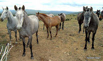 Manada de caballos