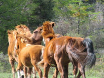 Caballos de miralejos