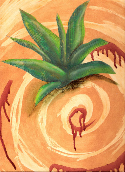Agave 10