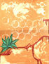 Agave 2