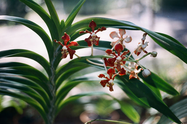 Orquídea 