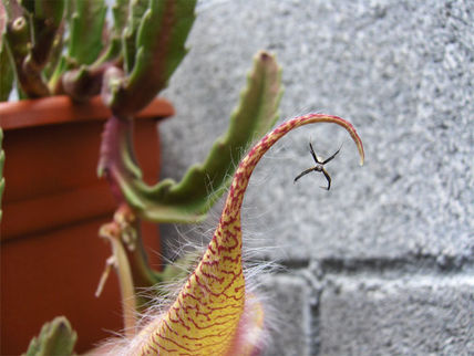 Araña
