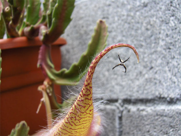 araña