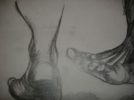 Pies