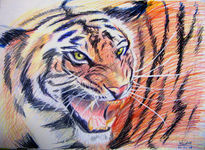 Panthera tigris