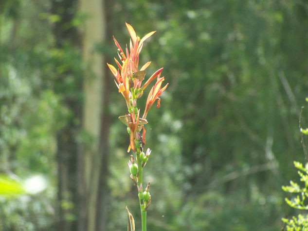 Mariposa en Flor 