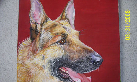 animales