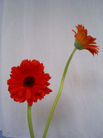 Gerberas1