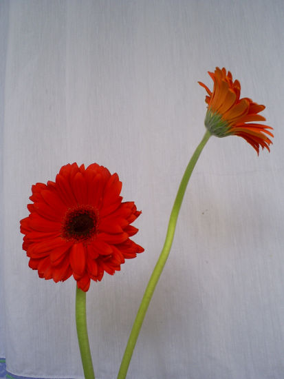 Gerberas1 