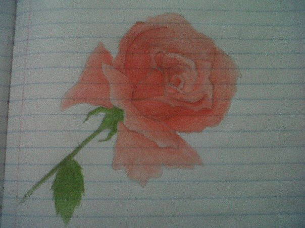 rose 