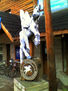 pegaso