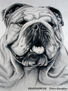 BULLDOG INGLÉS