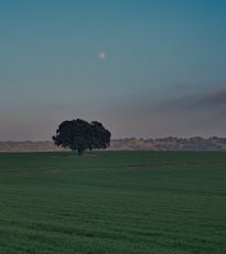 Luna sobre campo