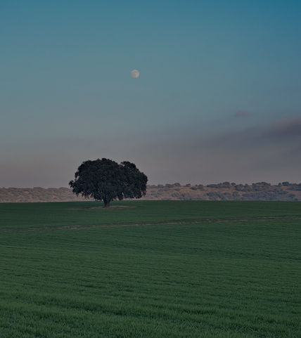 Luna sobre campo