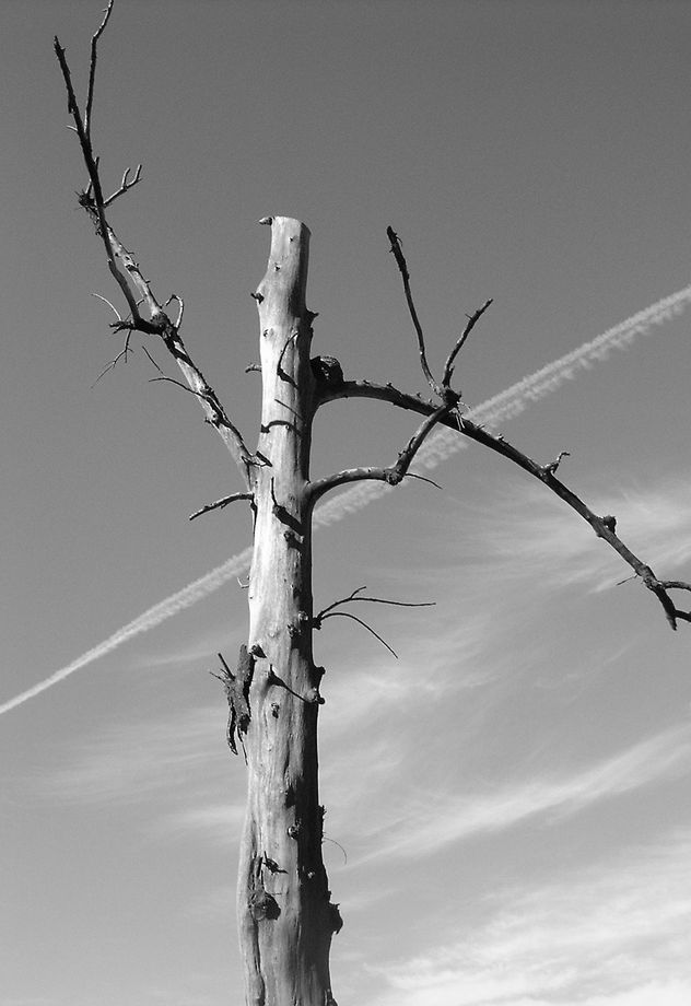 Àrbol