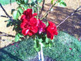 Rosas rojas