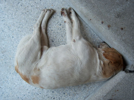 El Perro