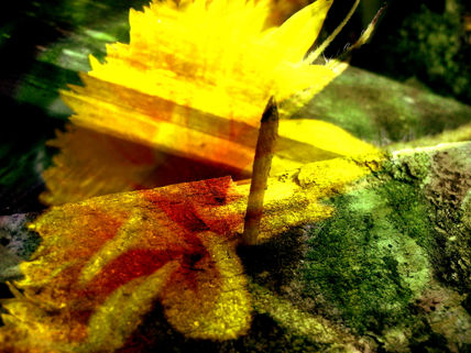Flor de un clavo