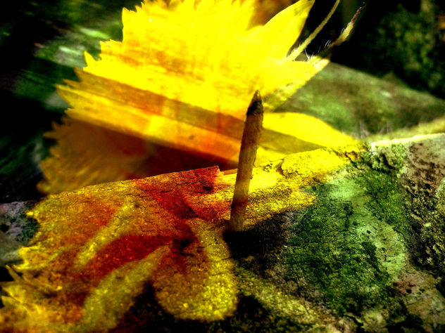 flor de un clavo