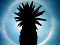SILUETA DE PALMERA CON CÍRCULO SOLAR...