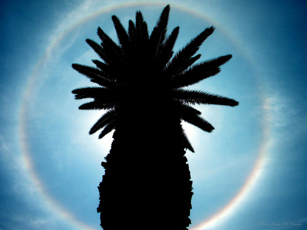 SILUETA DE PALMERA CON CÍRCULO SOLAR...