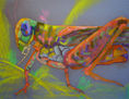 saltamontes