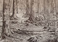 Bosque mágico