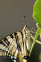 Mariposa