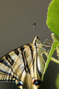 Mariposa