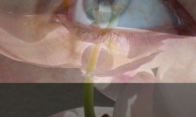 MIRADA DE CIELO Y ORQUIDEAS(FOTOCOLLAGE)