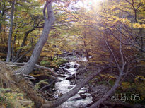 Bosque Del Glaciar...