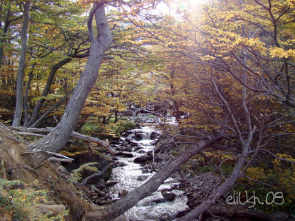 Bosque Del Glaciar...