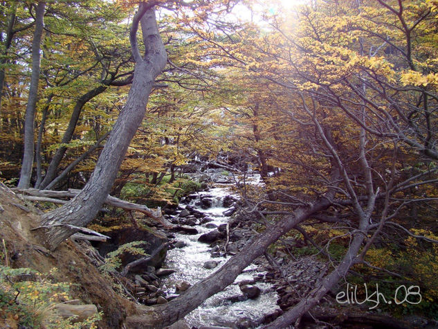 Bosque Del Glaciar Le Martial Nature Color (Digital)