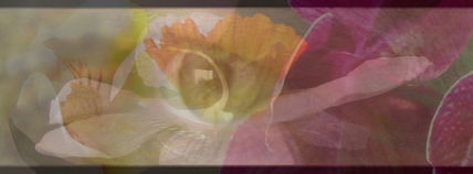 Mirada y orquidea