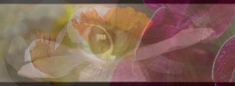Mirada y orquidea