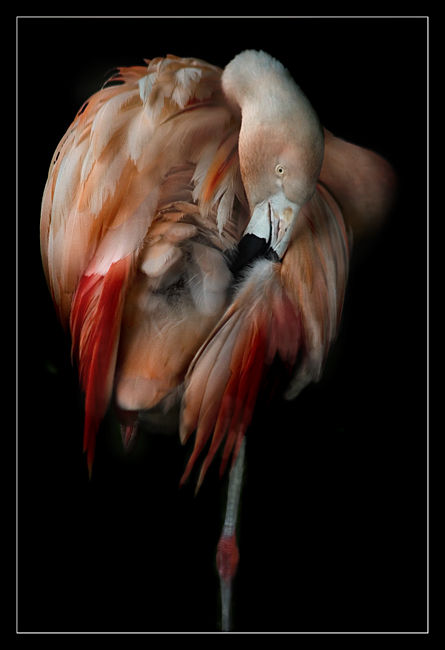 Flamenco