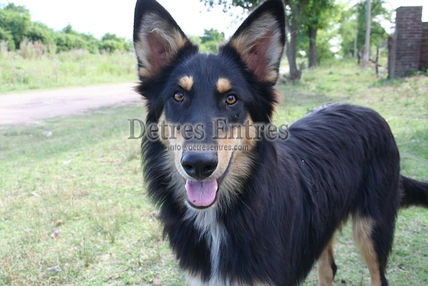 Perro