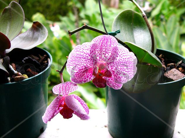 flores de vida