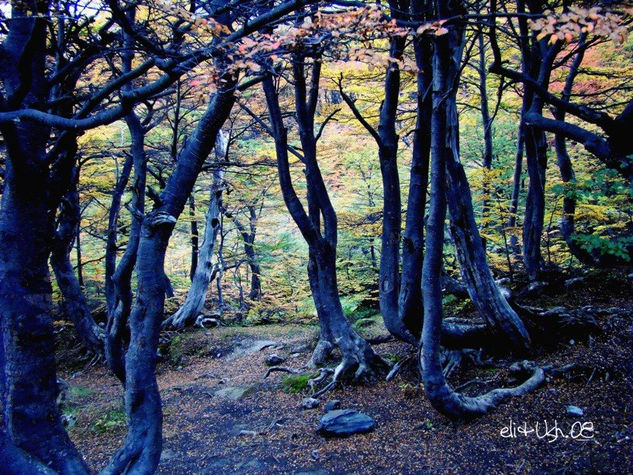 Bosque Encantado Naturaleza Color (Digital)