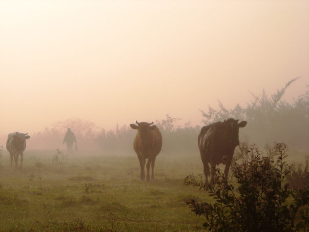 Vacas en neblina 