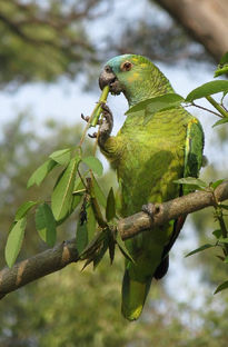 Loro Hablador