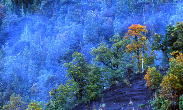 Otoño Entrante 